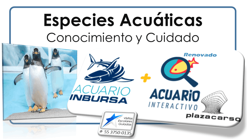 Acuario Inbursa Visitas Escolares Guiadas